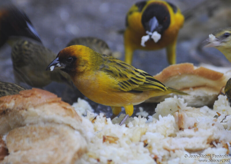 Northern Masked Weaver