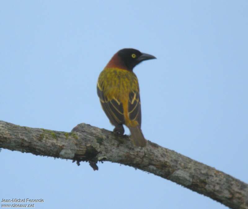 Giant Weaver