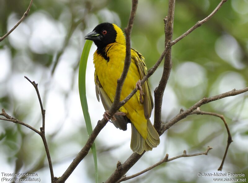 Village Weaver