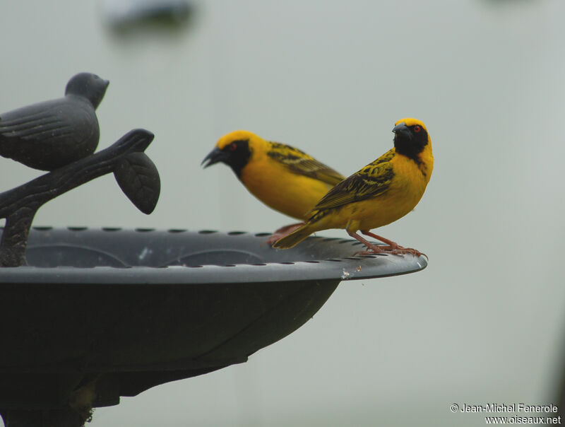 Village Weaver