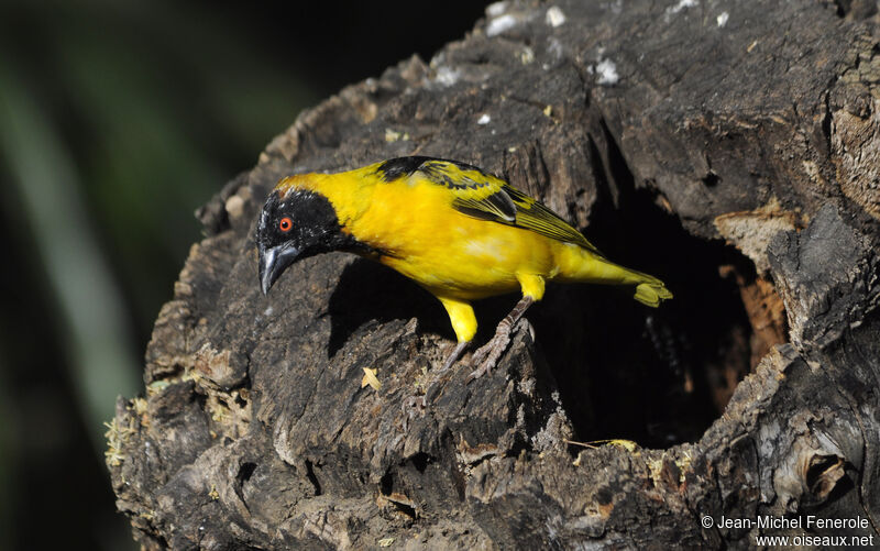 Village Weaver