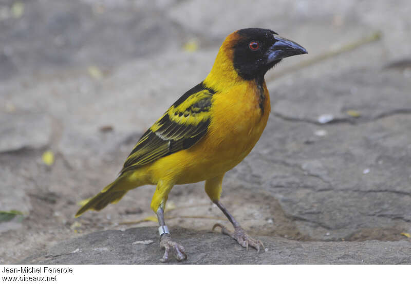 Village Weaver male adult breeding, identification