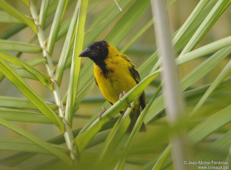 Village Weaver