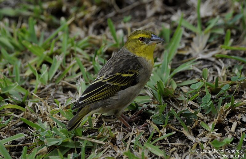 Village Weaver