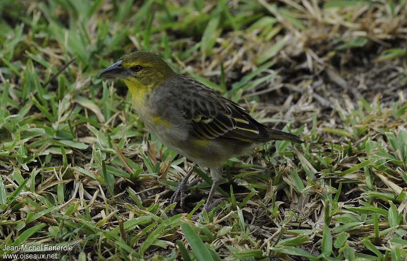 Village Weaver female adult, identification