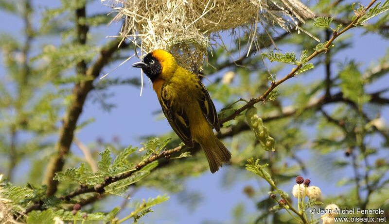 Lesser Masked Weaver