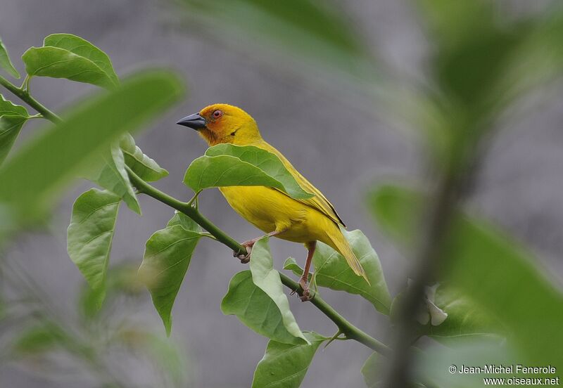 Tisserin jaune