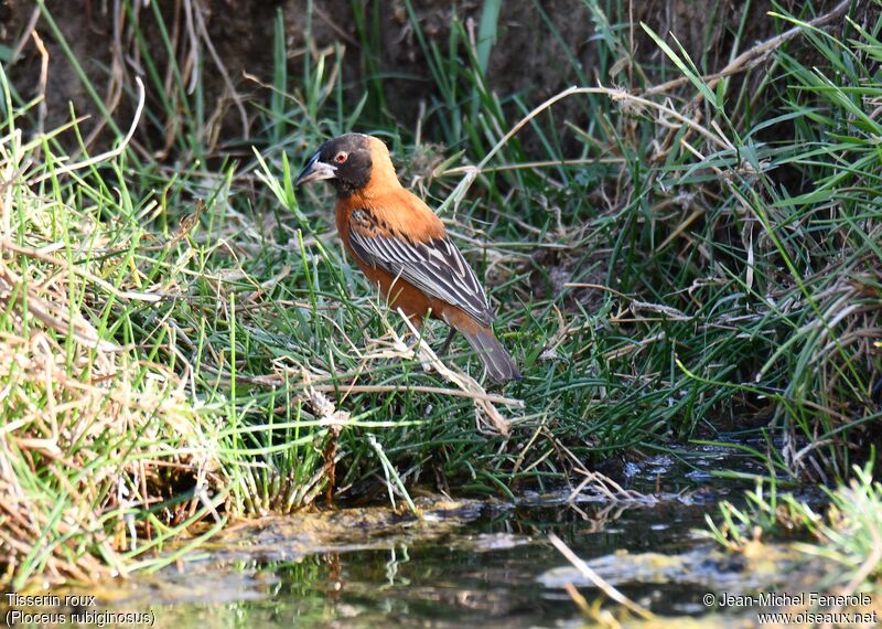 Chestnut Weaver