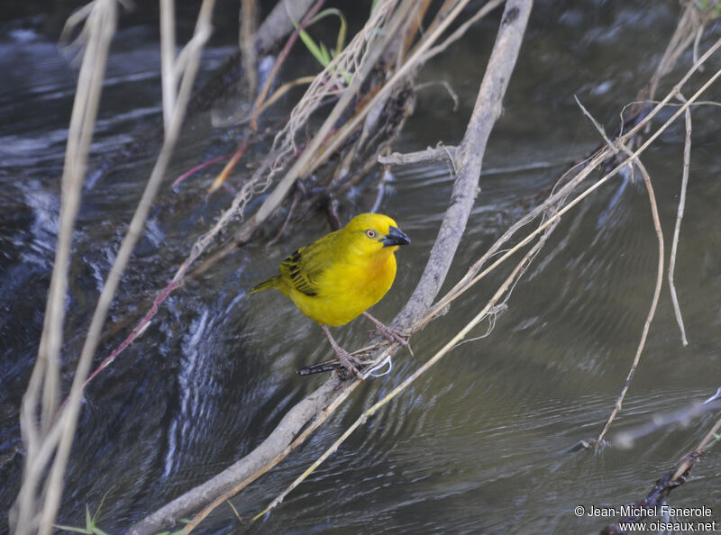 Holub's Golden Weaver