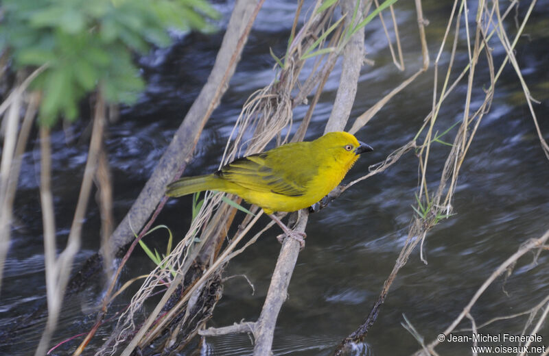 Holub's Golden Weaver