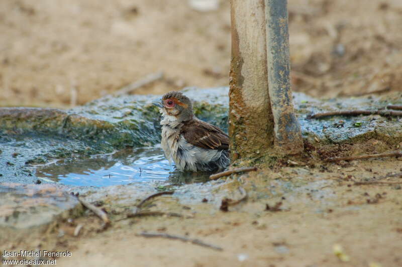 Sakalava Weaver female adult breeding, identification