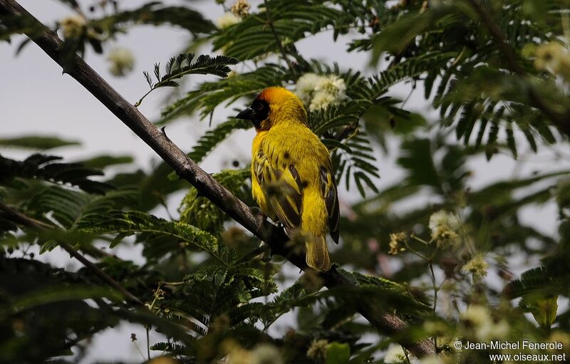 Vitelline Masked Weaver