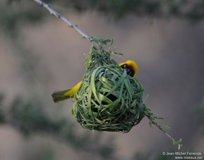 Vitelline Masked Weaver