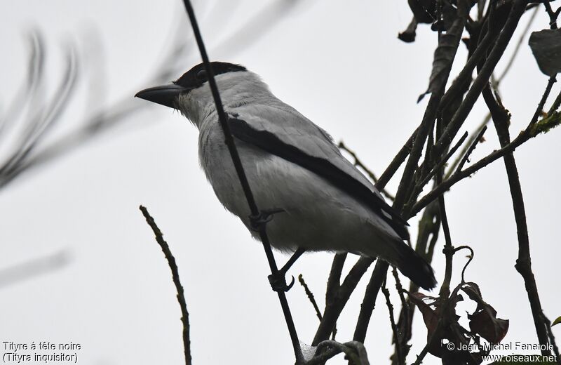 Black-crowned Tityra