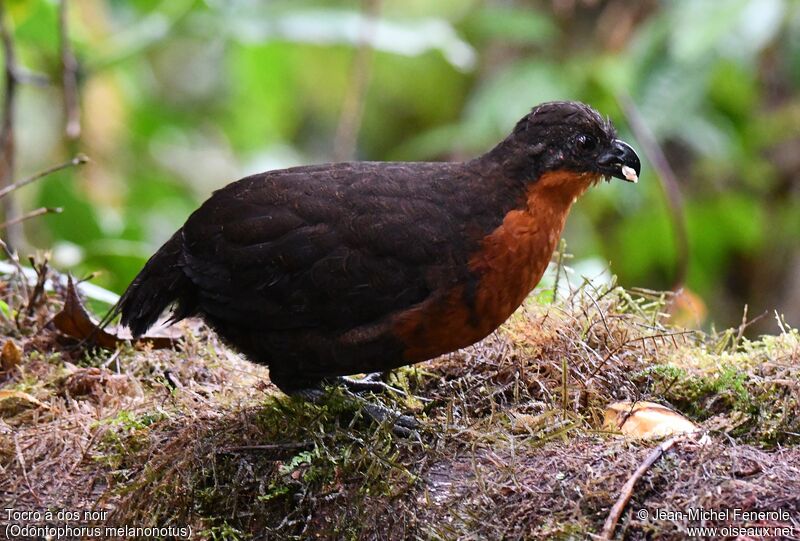 Dark-backed Wood Quail