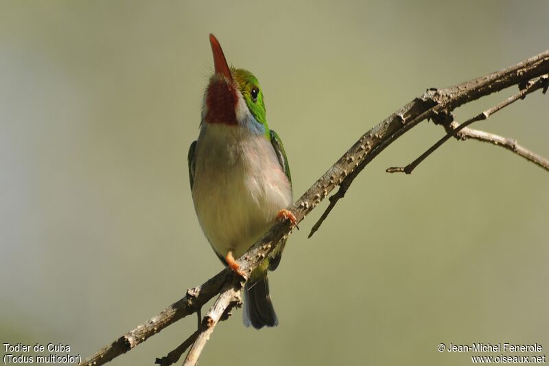 Cuban Tody