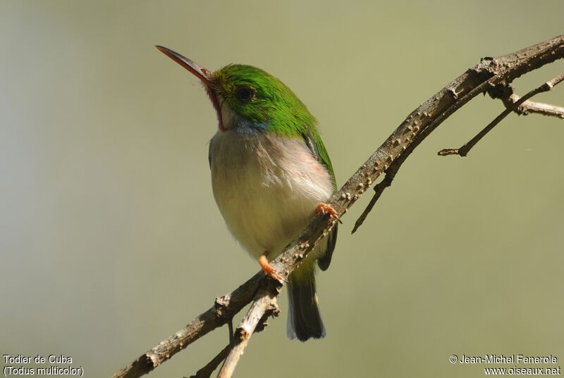 Cuban Tody