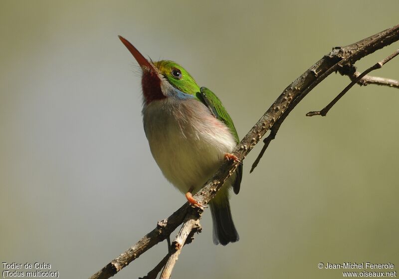 Cuban Tody