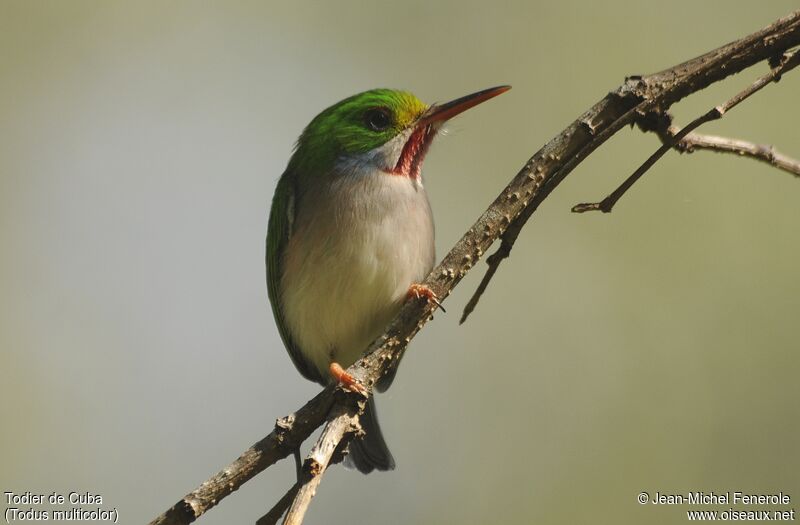 Cuban Tody