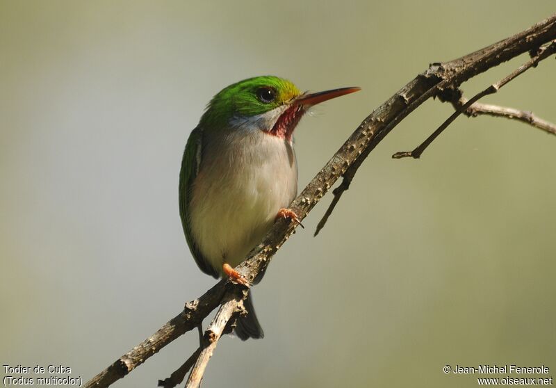 Cuban Tody