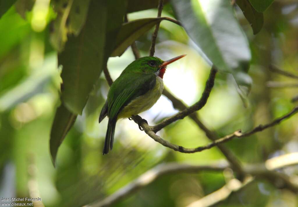 Todier de Jamaïque