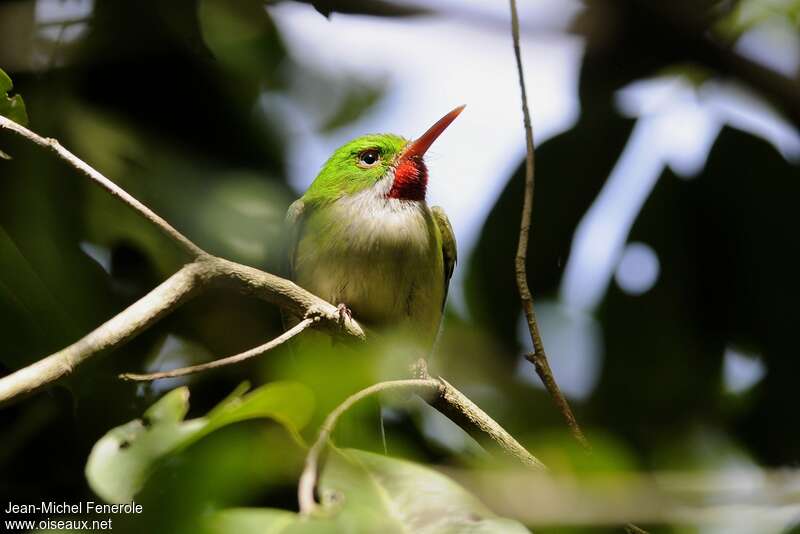 Jamaican Todyadult, close-up portrait