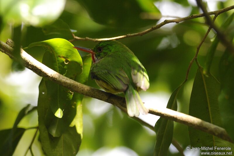 Jamaican Tody