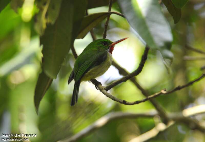 Jamaican Todyadult, habitat