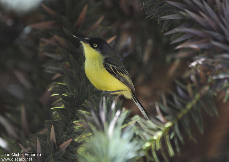 Common Tody-Flycatcher