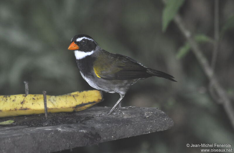 Orange-billed Sparrow