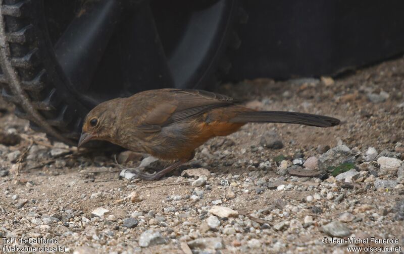 California Towhee