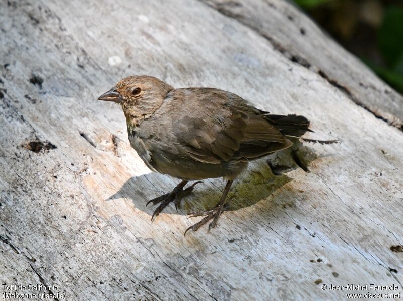 California Towhee