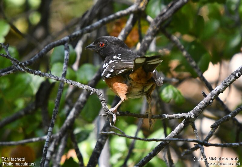 Spotted Towhee