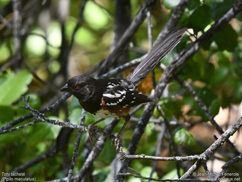 Spotted Towhee