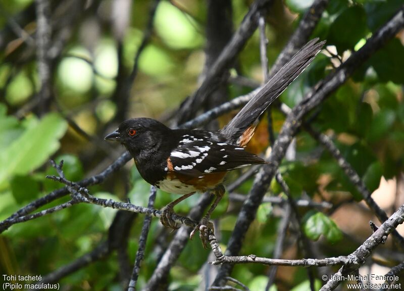 Spotted Towhee