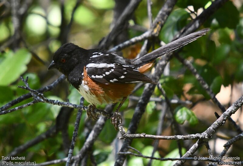 Spotted Towhee