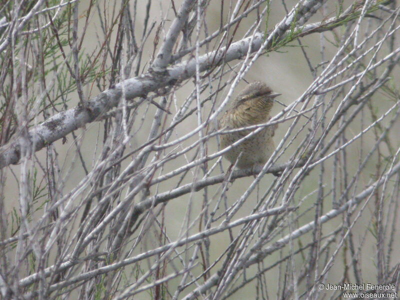 Eurasian Wryneck