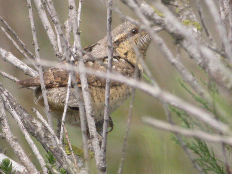 Eurasian Wryneck