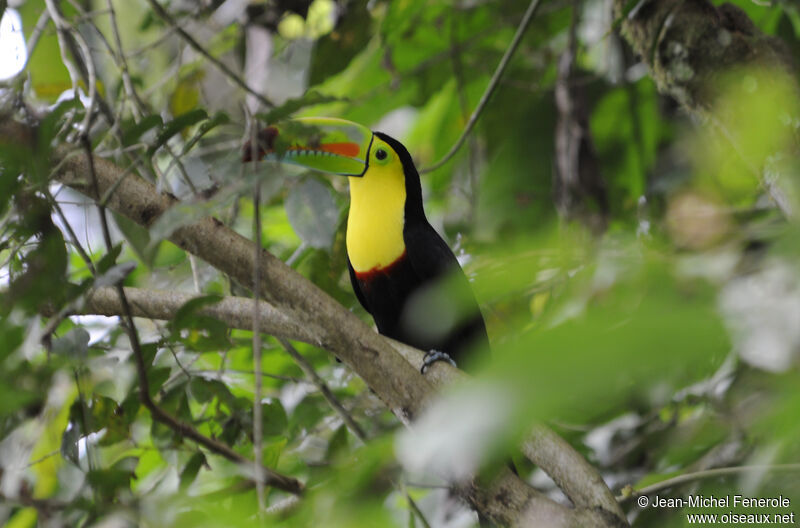 Keel-billed Toucan