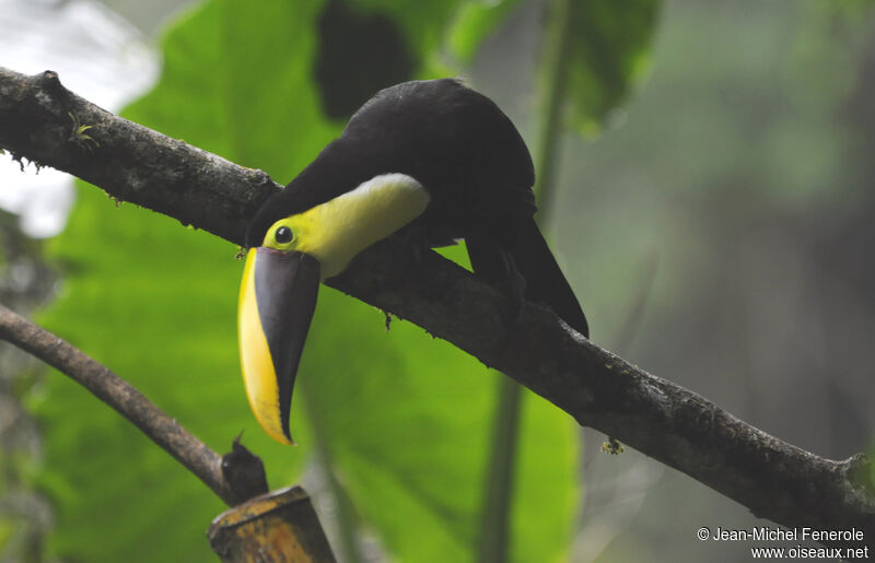 Yellow-throated Toucan (swainsonii)