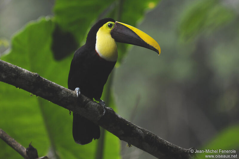 Yellow-throated Toucan (swainsonii)