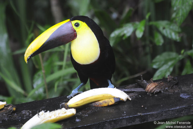 Yellow-throated Toucan (swainsonii)