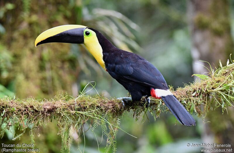 Toucan du Chocó