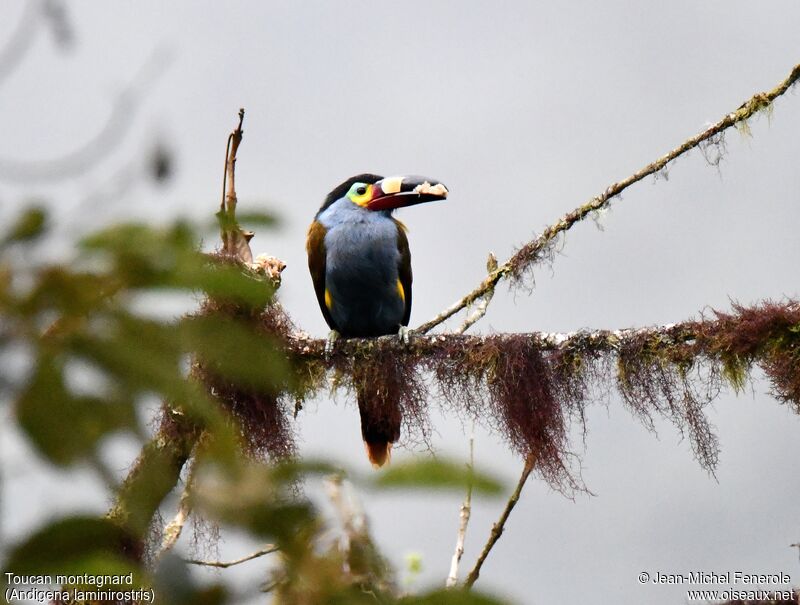 Plate-billed Mountain Toucan