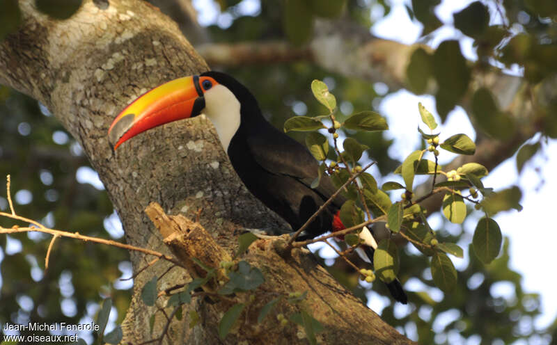 Toco Toucanadult, camouflage, pigmentation