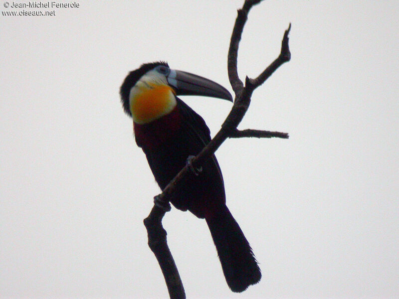 Channel-billed Toucan