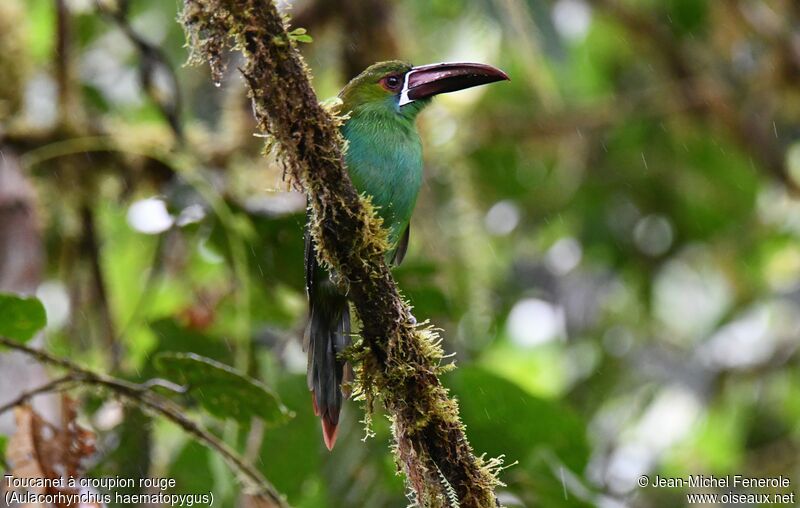 Toucanet à croupion rouge