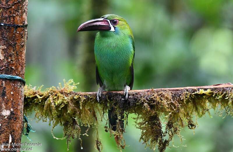 Toucanet à croupion rougeadulte, habitat, pigmentation