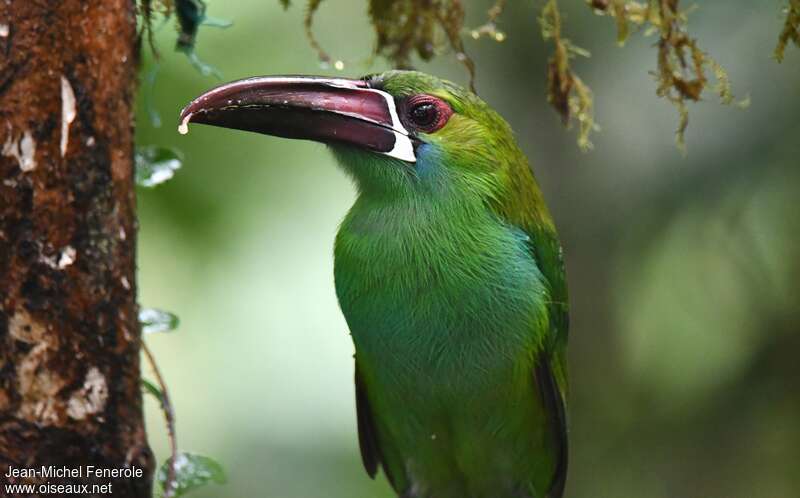 Toucanet à croupion rouge, portrait