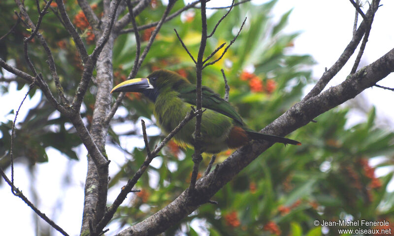 Blue-throated Toucanet